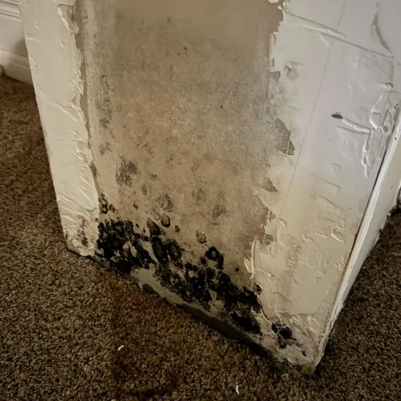 Professional Mold Removal in Moody, TX